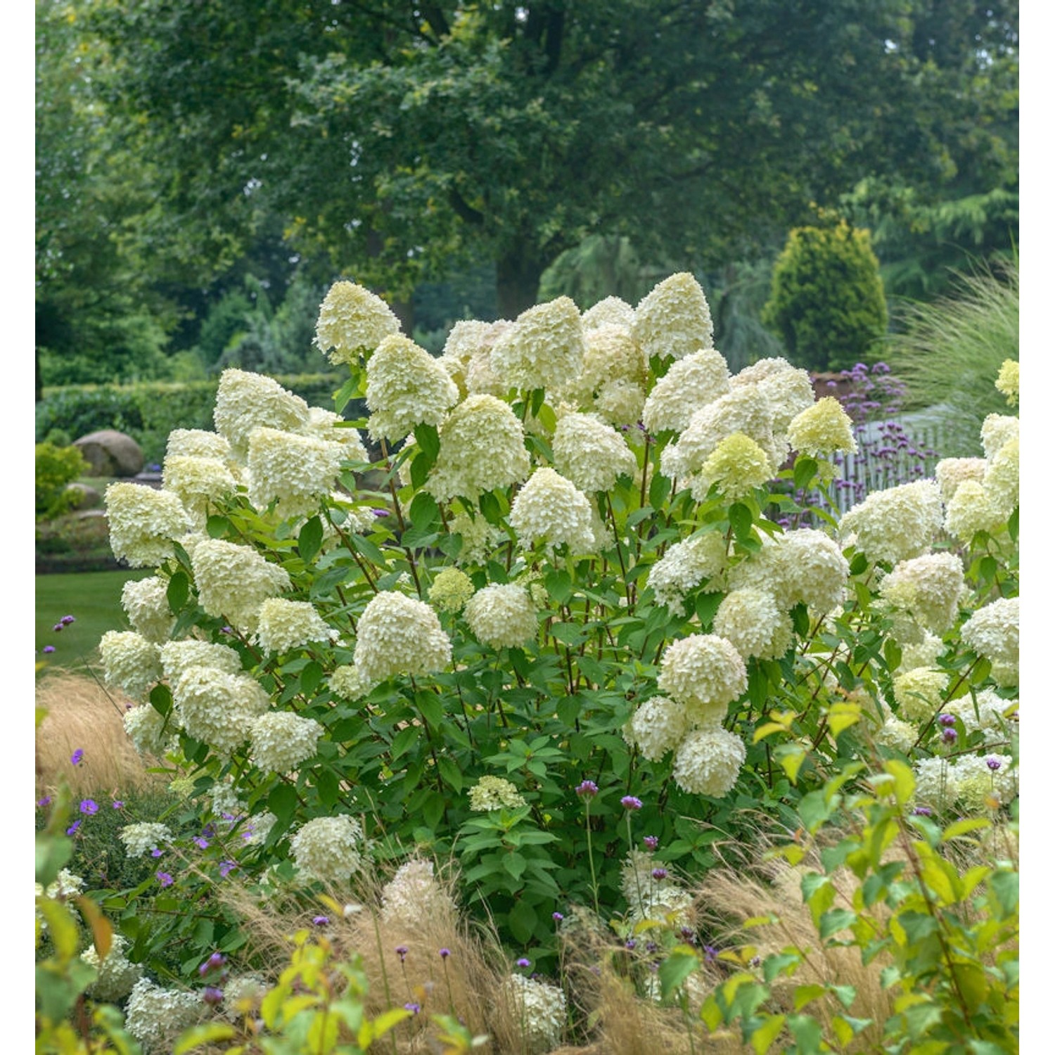 Zwerg-Hortensie Limetta 30-40cm - Hydrangea arborescens günstig online kaufen