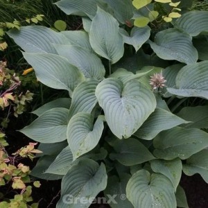 Nahaufnahme der Berg Funkie Hosta montana Staude mit großen, blaugrünen Blättern.