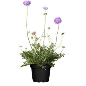 GROW by OBI Skabiose im Topf, violette Blüten, ca. 19 cm Topf-Ø.