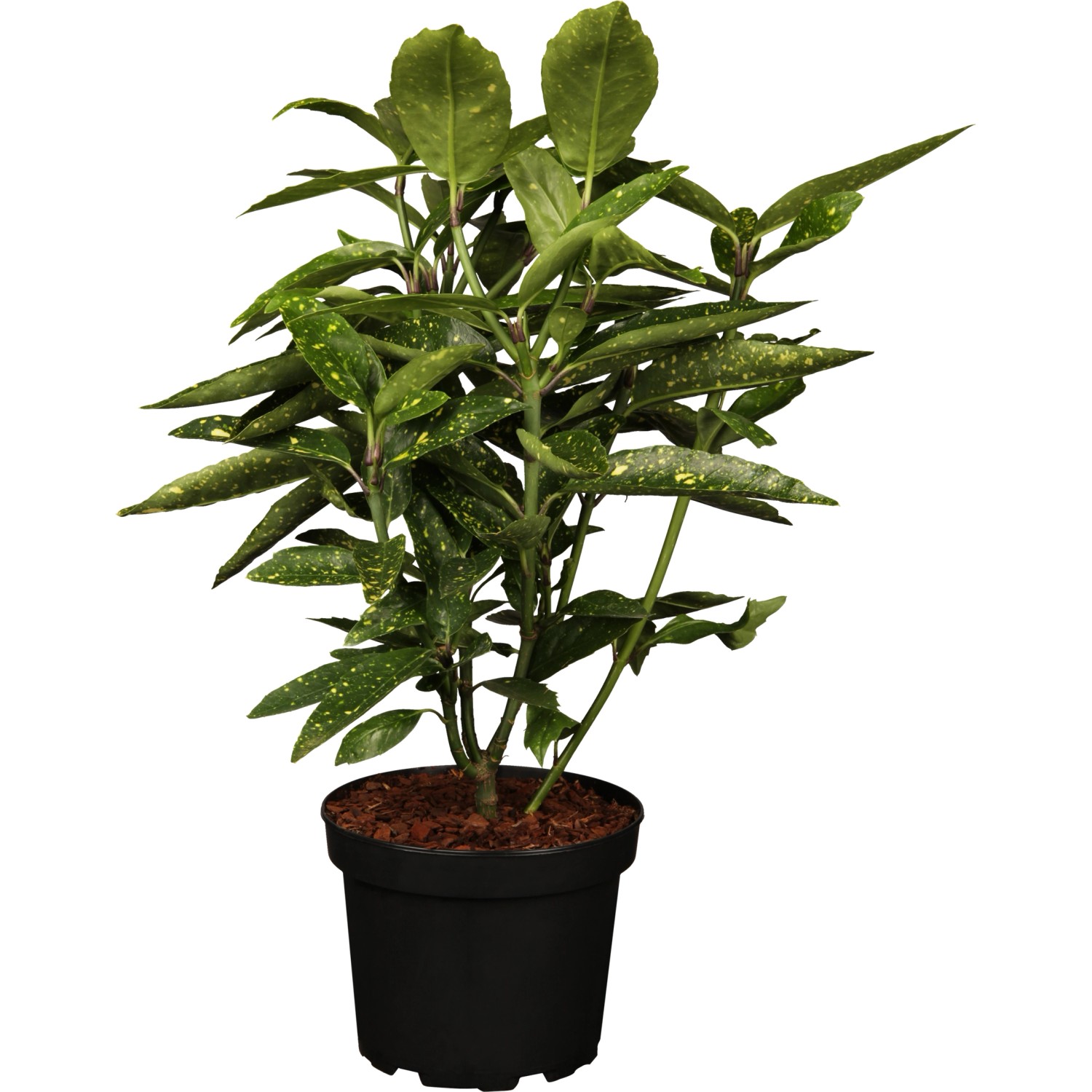 OBI Japanische Aucube Variegata Höhe ca. 40 - 50 cm Topf ca. 6 l Aucuba