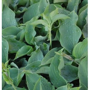Nahaufnahme der Funkie 'Empress Wu' (Hosta cultorum) mit großen, blaugrünen Blättern.