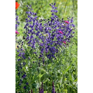 Blauer Eisenhut (Aconitum Napellus) im 11x11 cm Topf, tiefblaue Blüten, Staude für halbschattige Standorte.