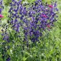 Blauer Eisenhut (Aconitum Napellus) im 11x11 cm Topf, tiefblaue Blüten, Staude für halbschattige Standorte.