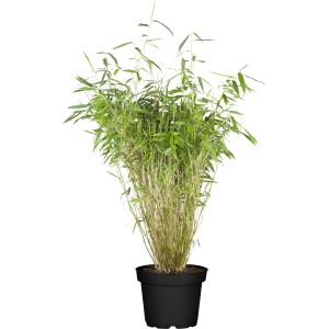 OBI Gartenbambus Early Green im Topf, ca. 40-60 cm hoch.