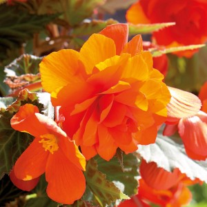 Nahaufnahme einer orangefarbenen GROW by OBI Begonie Cascade mit üppigen Blüten.