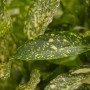 Detailaufnahme der grün-gelb gefleckten Blätter einer Japanischen Aukube (Aucuba japonica Variegata).