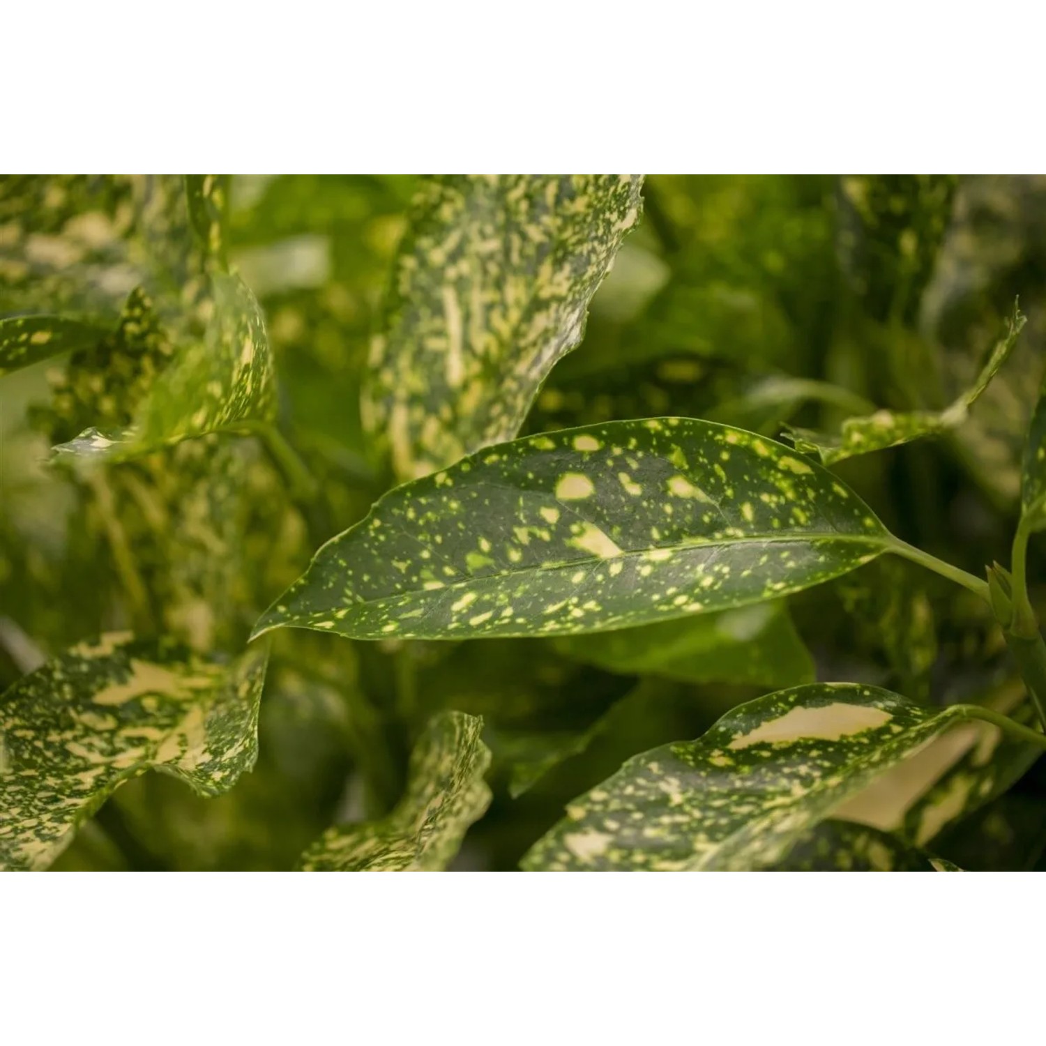 Detailaufnahme der grün-gelb gefleckten Blätter einer Japanischen Aukube (Aucuba japonica Variegata).