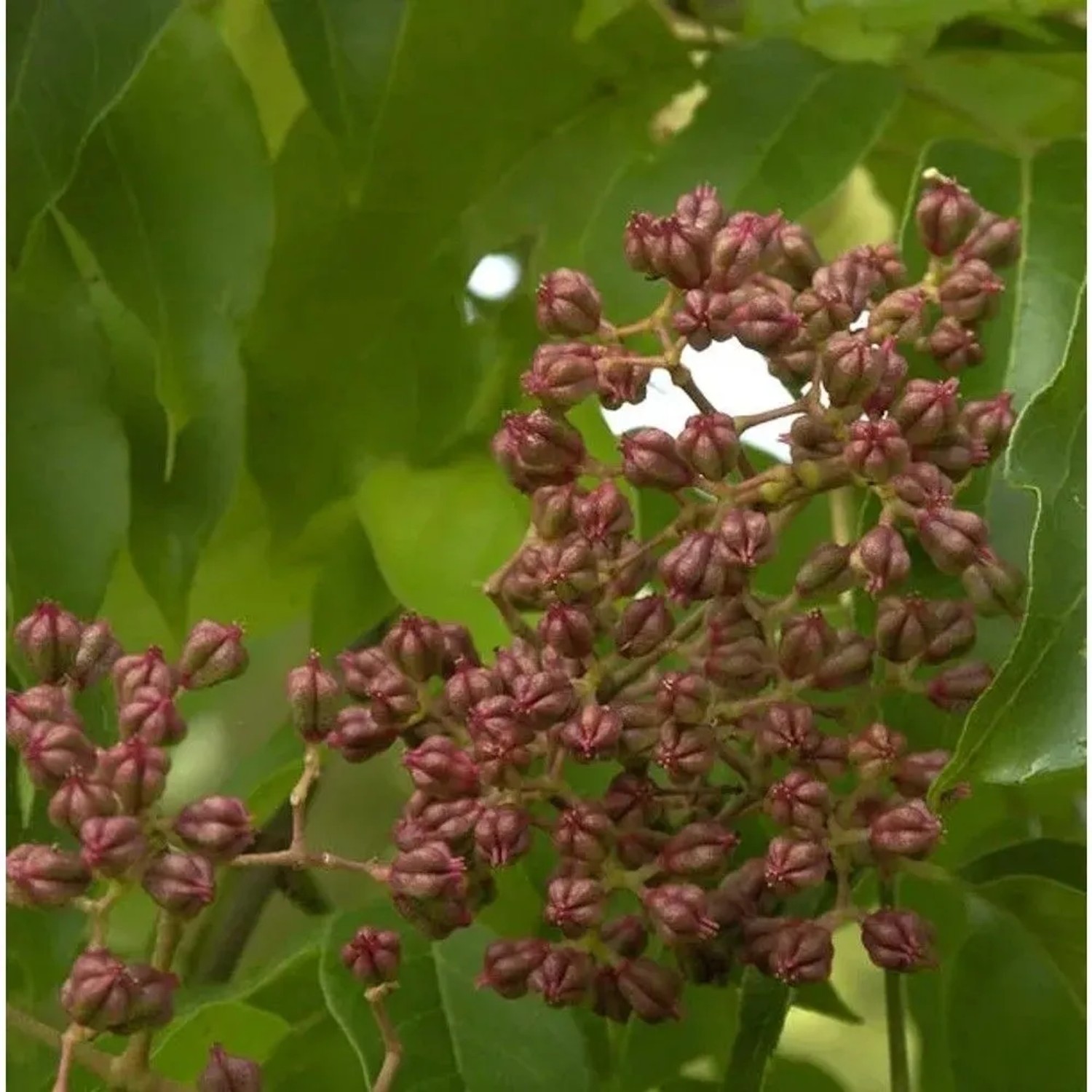 Bienenbaum - Samthaarige Stinkesche 80-100cm - Tetradium daniellii