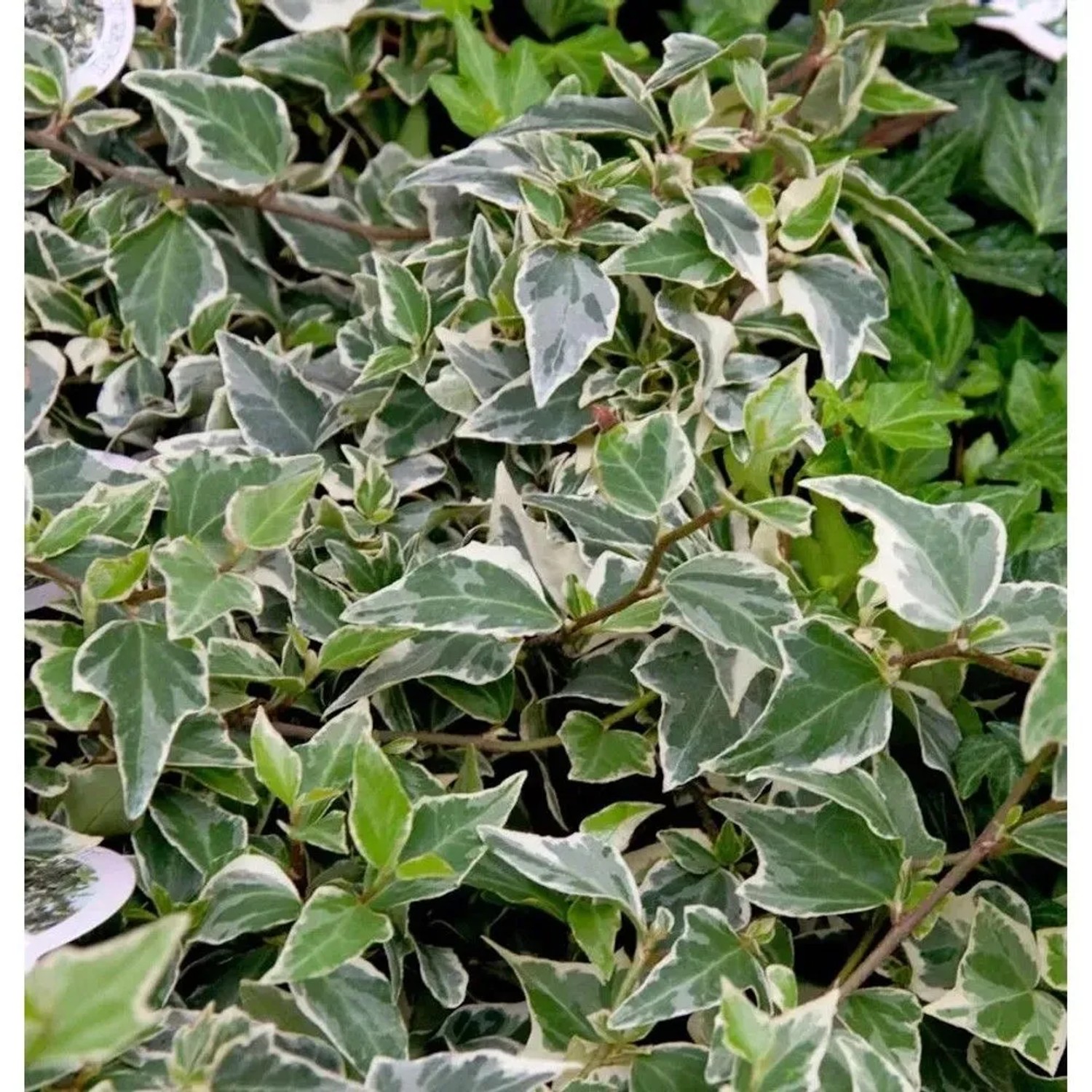 10x Efeu Goldchild 10-15cm - Hedera helix