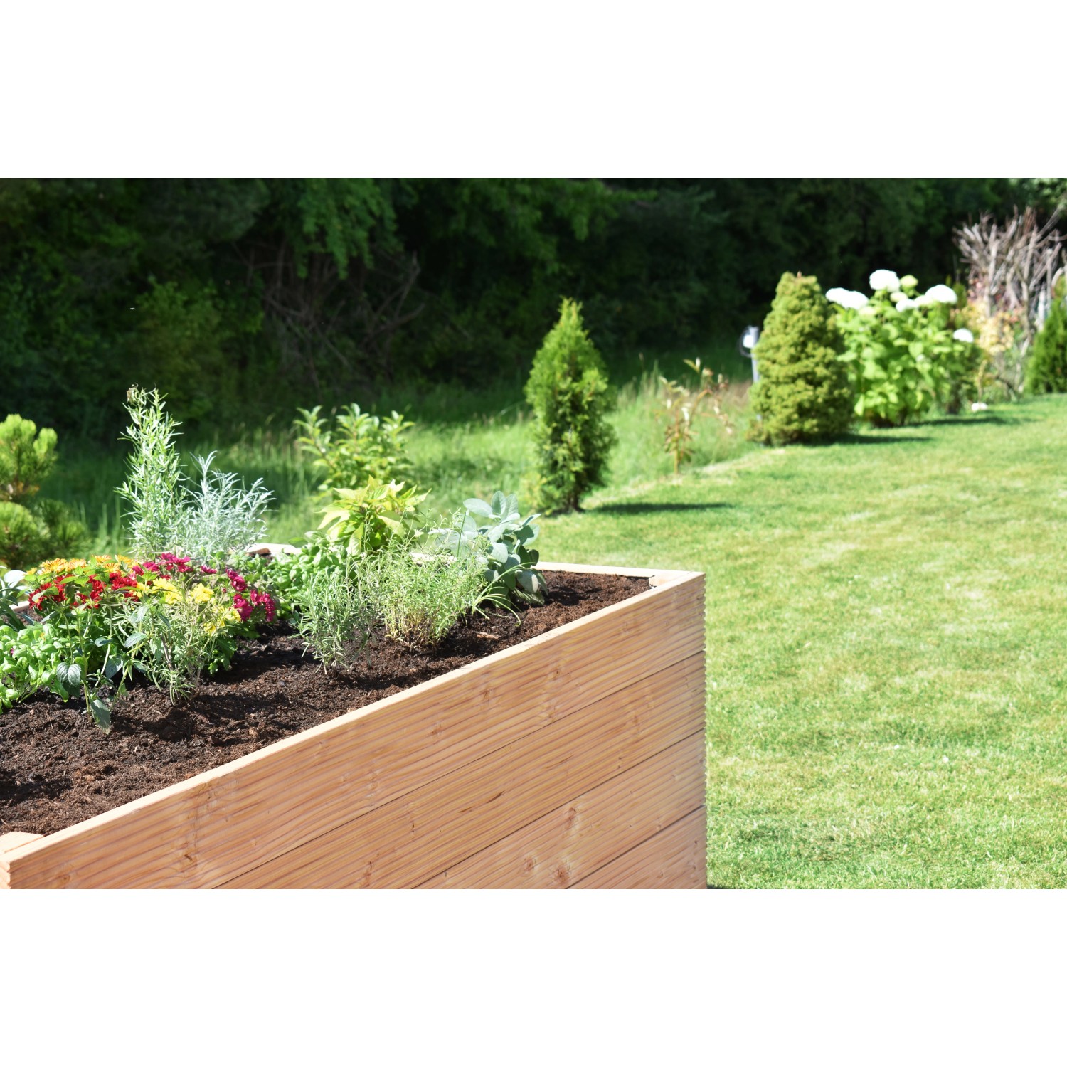 Befülltes Hochbeet aus Douglasie-Holz (72,5x150x70cm) im Garten.
