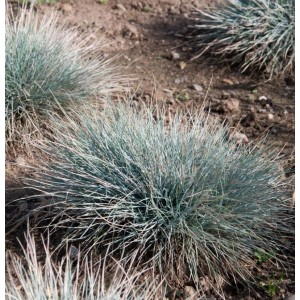 Bläulich-grüner Blauschwingel Azurit (Festuca cinerea) im Gartenbeet.