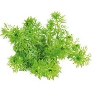 Dennerle Plants Limnophila Sessiliflora, grüne Aquariumpflanze für Ihr Aquarium.