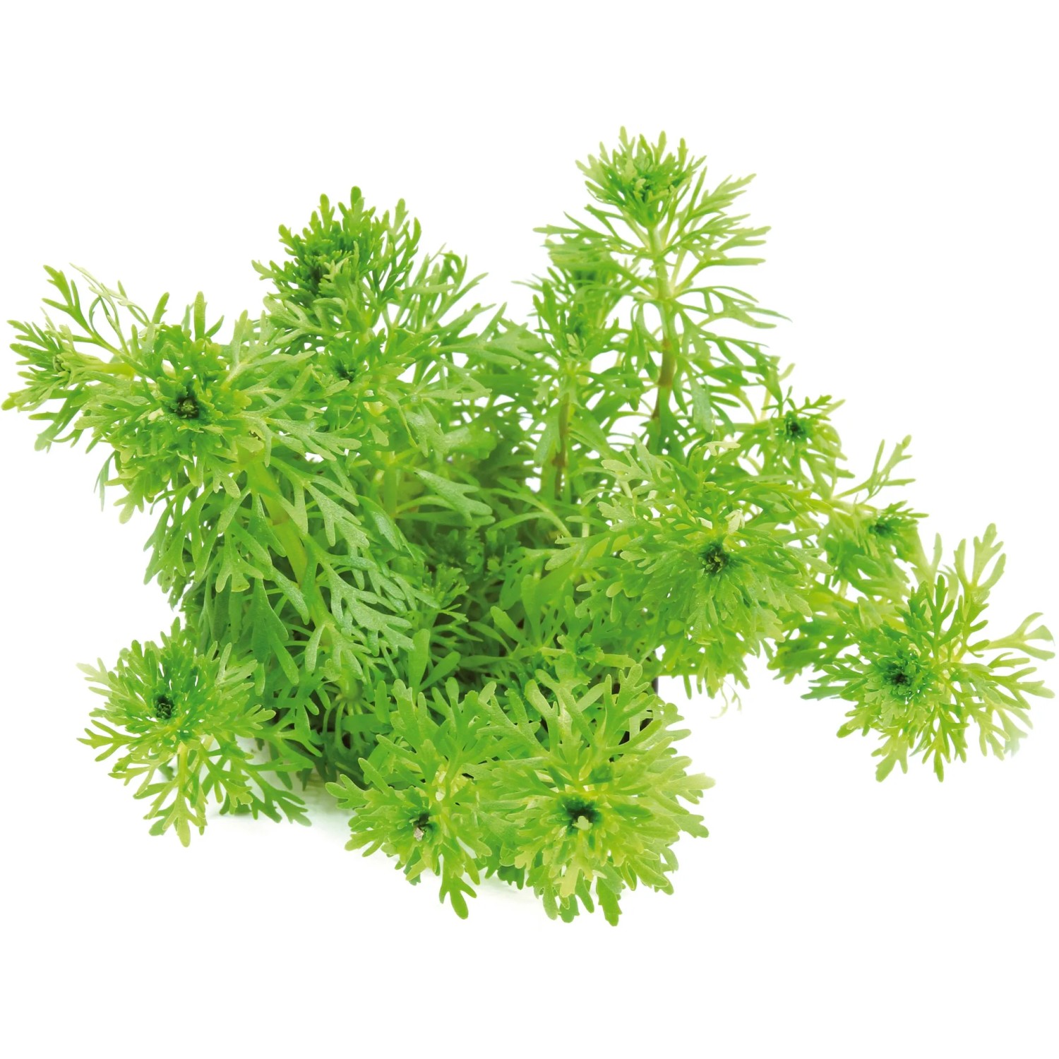Dennerle Plants Aquariumpflanze Limnophila Sessiliflora