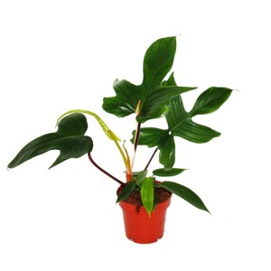 Philodendron Florida Beauty Green im 12cm Topf. Außergewöhnlicher Baumfreund mit tiefgrünen, gelappten Blättern.