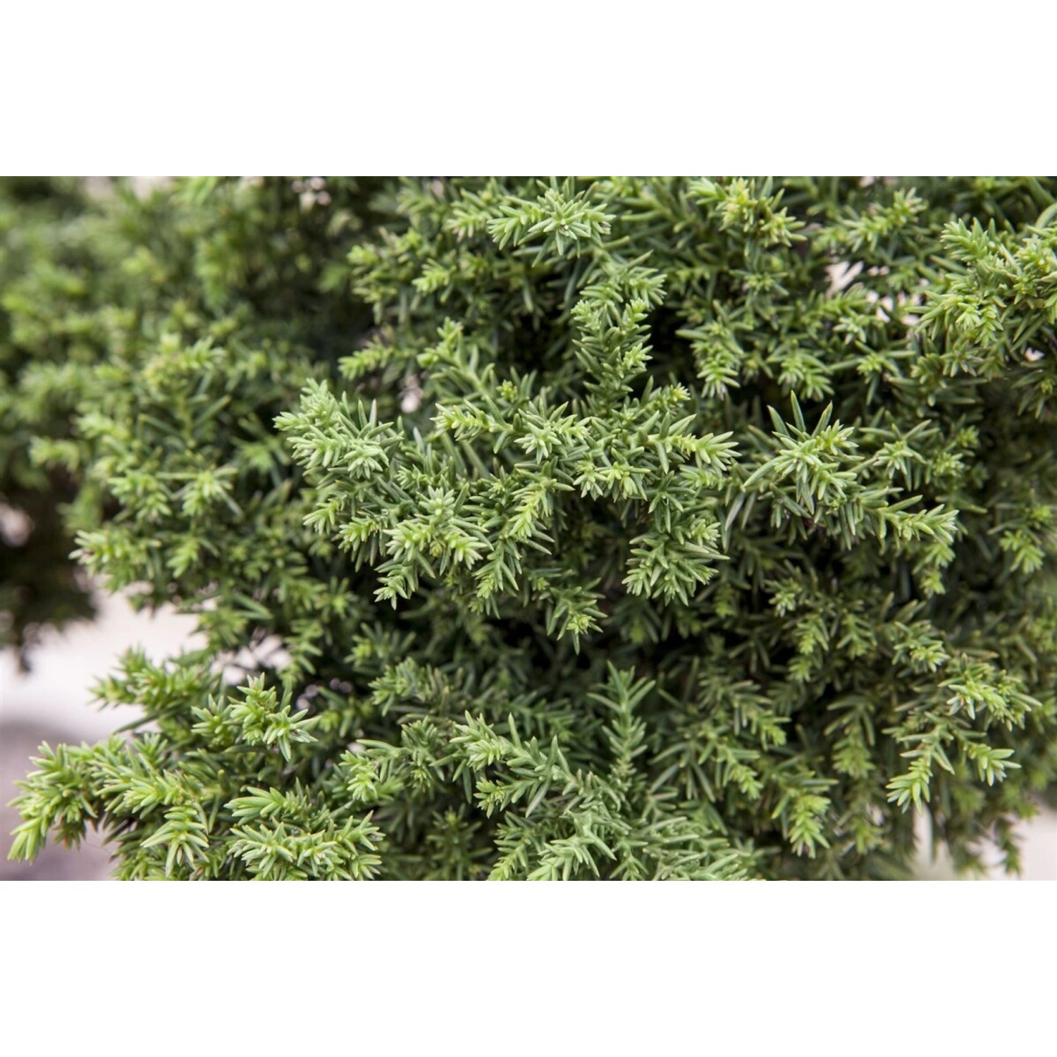 Nahaufnahme der Japanischen Sicheltanne (Cryptomeria japonica) mit grünen Nadeln.