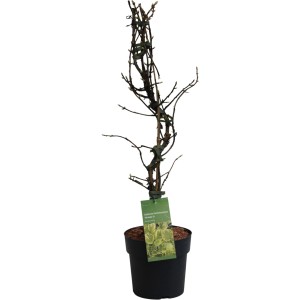 Kletterhortensie Miranda im Topf, ca. 60-80 cm hoch, mit gelb-grünen Blättern und Trieben.