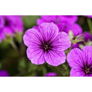 Nahaufnahme des leuchtend rosa blühenden Blutstorchschnabels (Geranium sanguineum) im 12 cm Topf.