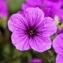 Nahaufnahme des leuchtend rosa blühenden Blutstorchschnabels (Geranium sanguineum) im 12 cm Topf.