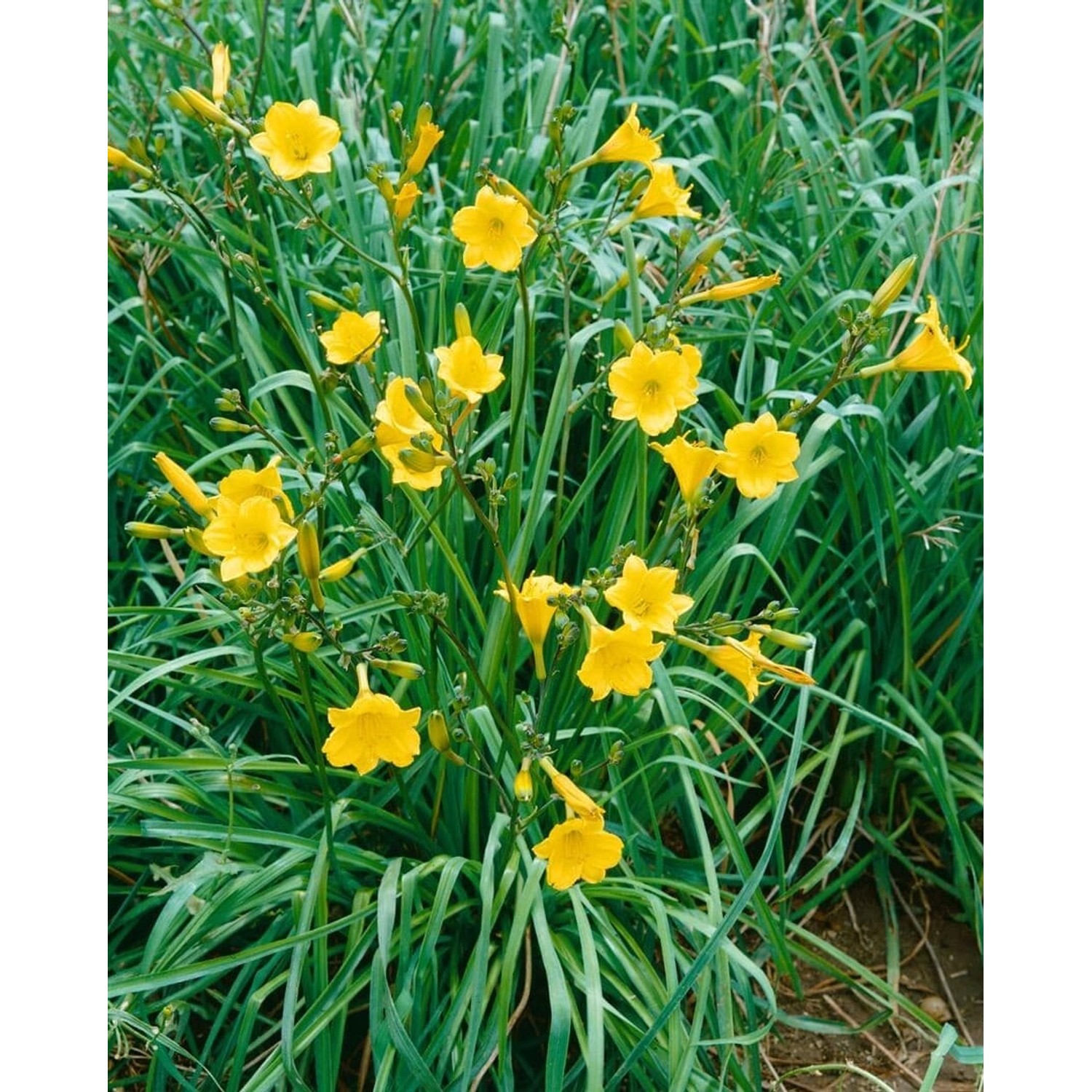 Hemerocallis X Cult. Bitsy Taglilie Ca. 11x11 cm Topf günstig online kaufen