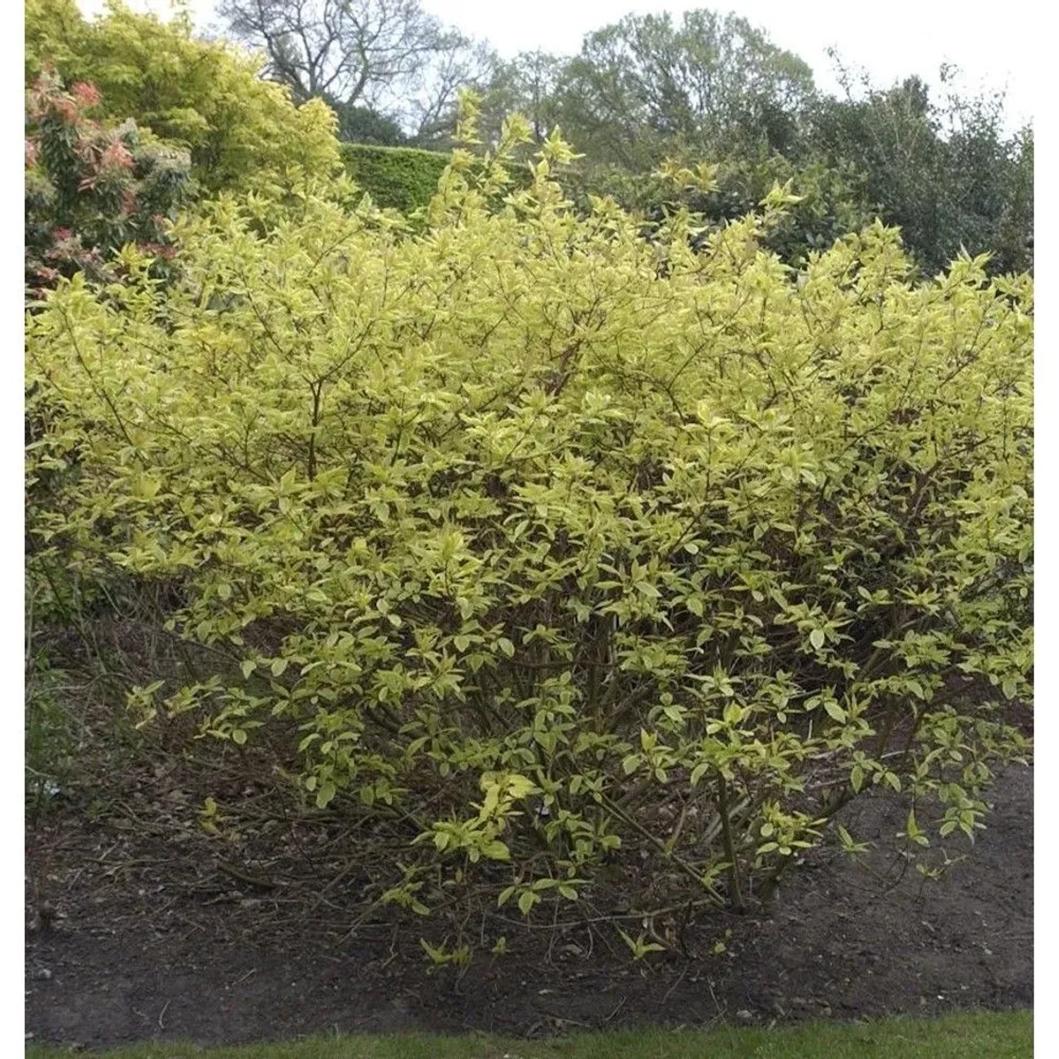 Gelbbunter Hartriegel 125-150cm - Cornus alba