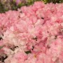 Nahaufnahme des Rhododendron Yak. Marlis mit rosa Blüten.
