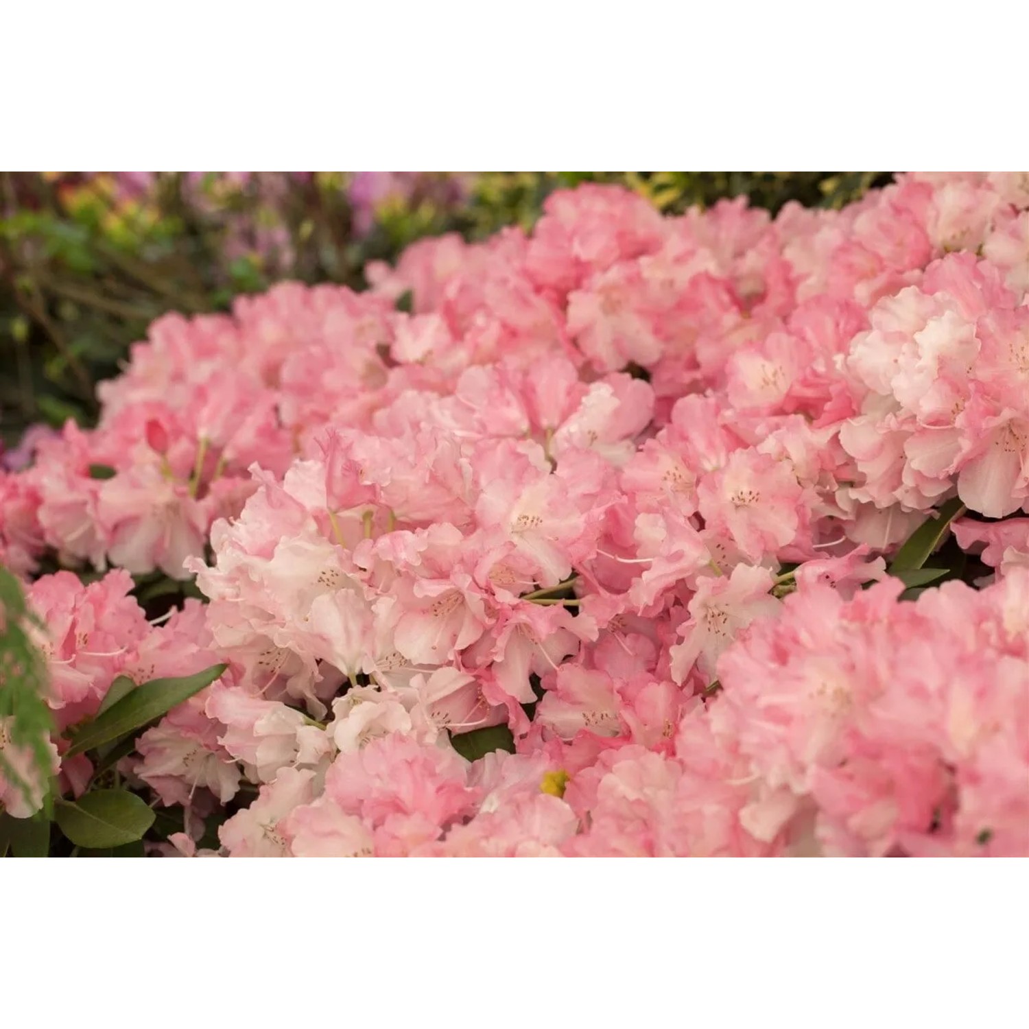 Nahaufnahme des Rhododendron Yak. Marlis mit rosa Blüten.