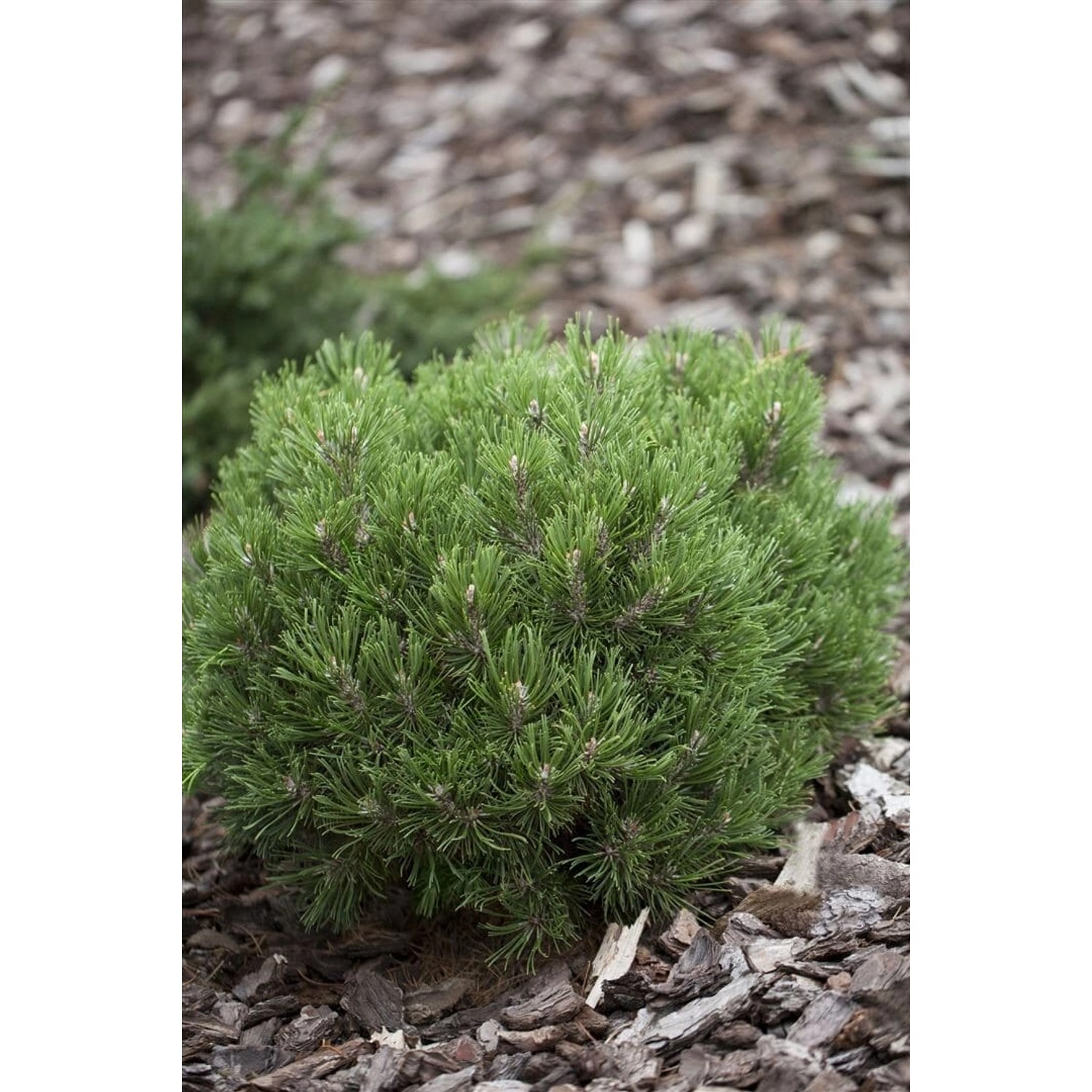 Pinus Uncinata Heideperle Berg-Kiefer Kompakt 30–40 cm günstig online kaufen