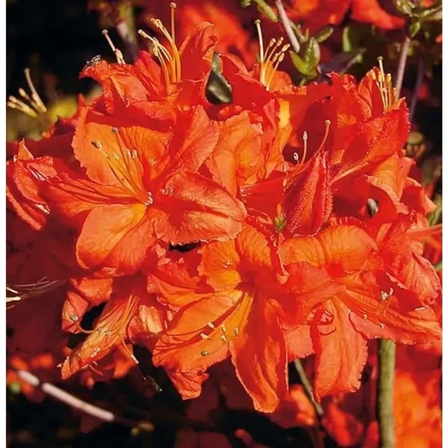 Azalee Fireball 30-40cm - Rhododendron,uteum - Alpenrose