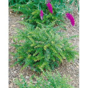 Immergrüne Berberitze Berberis Frikartii Amstelveen, 25–30 cm hoch, im Gartenbeet.