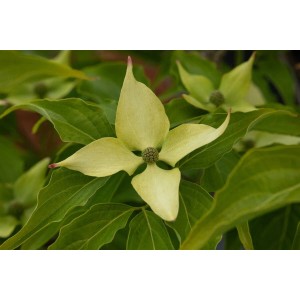 Nahaufnahme der Blüte des Japanischen Blumen-Hartriegels Cornus Kousa Big Apple.