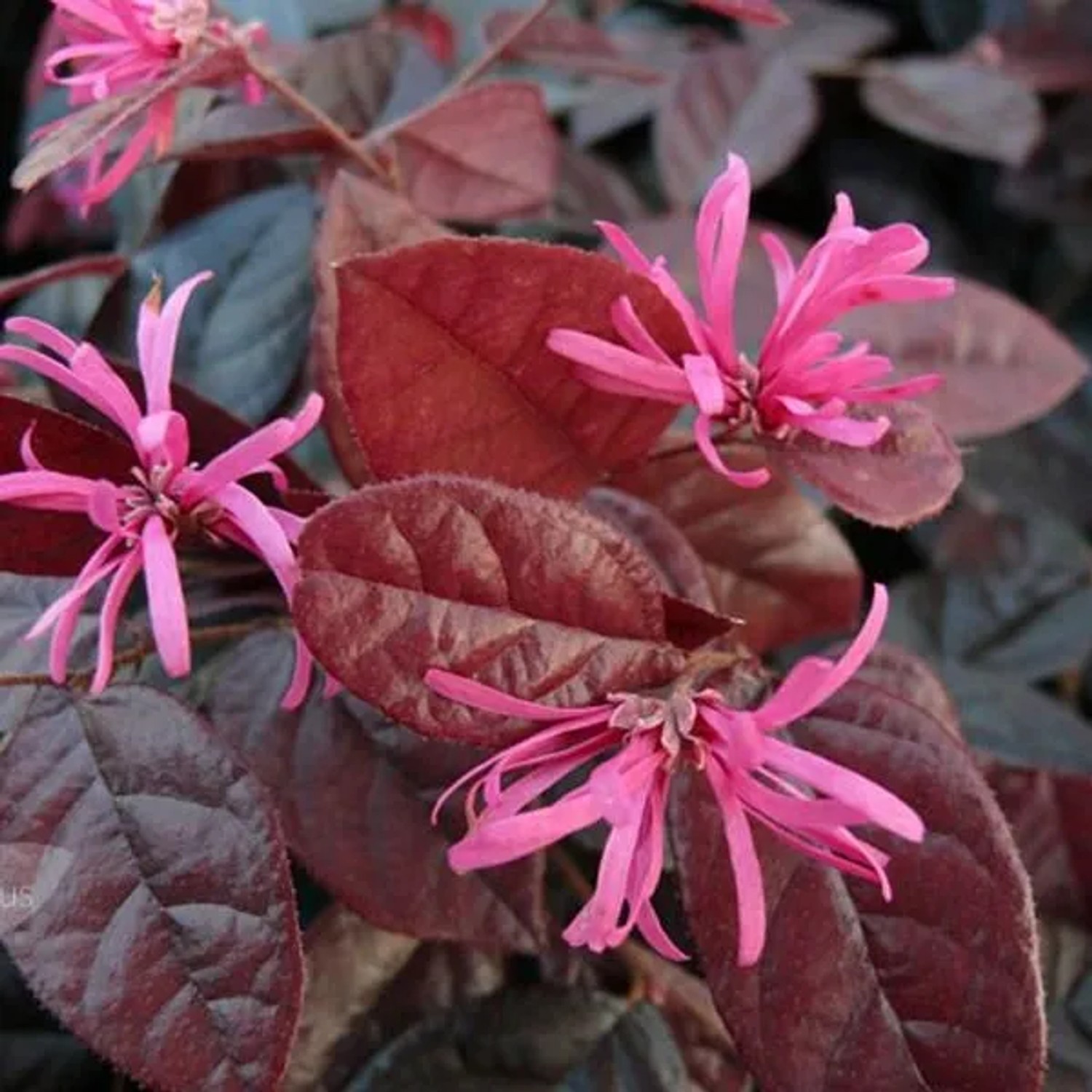Loropetalum 'Fire Dance' Loropetalum chinense 20 bis 25 cm im Container Rotes Laub