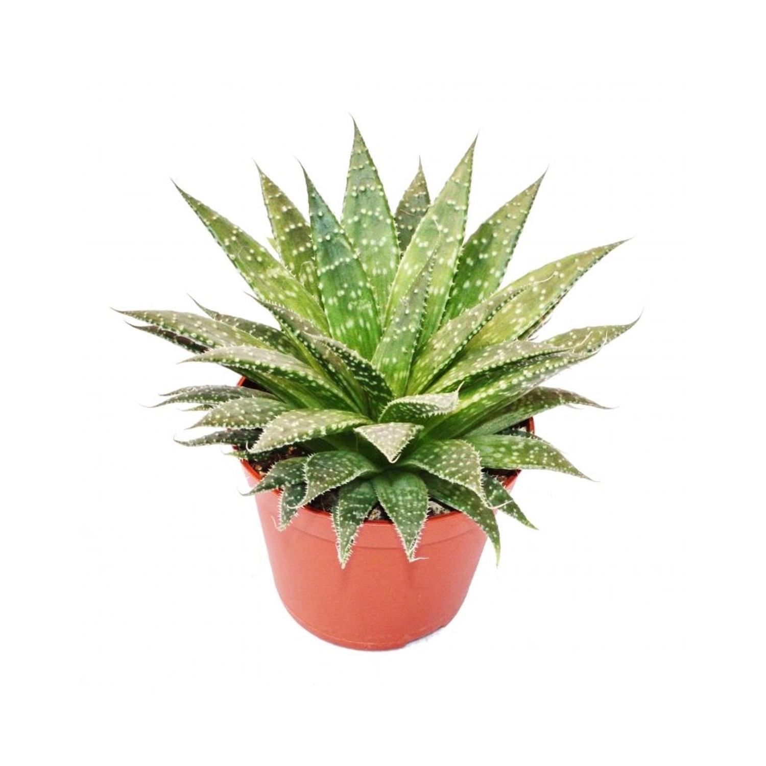 Exotenherz Aloe Arristata Große Pflanze im 12cm Topf günstig online kaufen