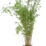 Heckenbambus Jumbo im Topf, 10er Set, ca. 175-200 cm hoch, Fargesia murielae.