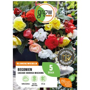GROW by OBI Begonie Cascade Odorosa Mischung mit roten, gelben und weißen Blüten.