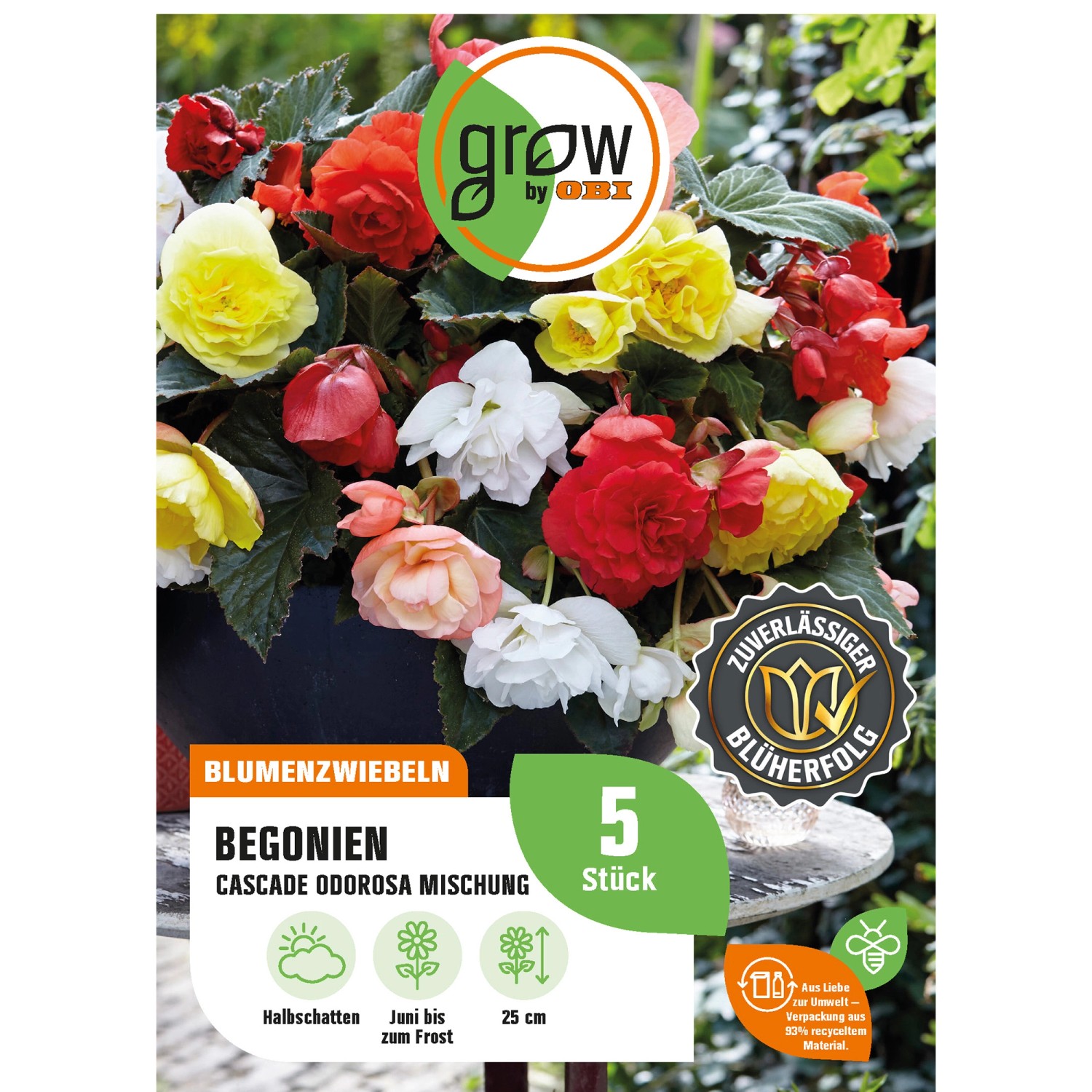 GROW by OBI Begonie Cascade Odorosa Mischung Höhe ca. 25 cm Begonia odorata günstig online kaufen