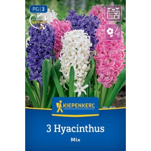 Kiepenkerl Hyazinthen Mischung: 3 Blumenzwiebeln in Blau, Weiß, Rosa. Duftende Blüten für Garten & Kübel.