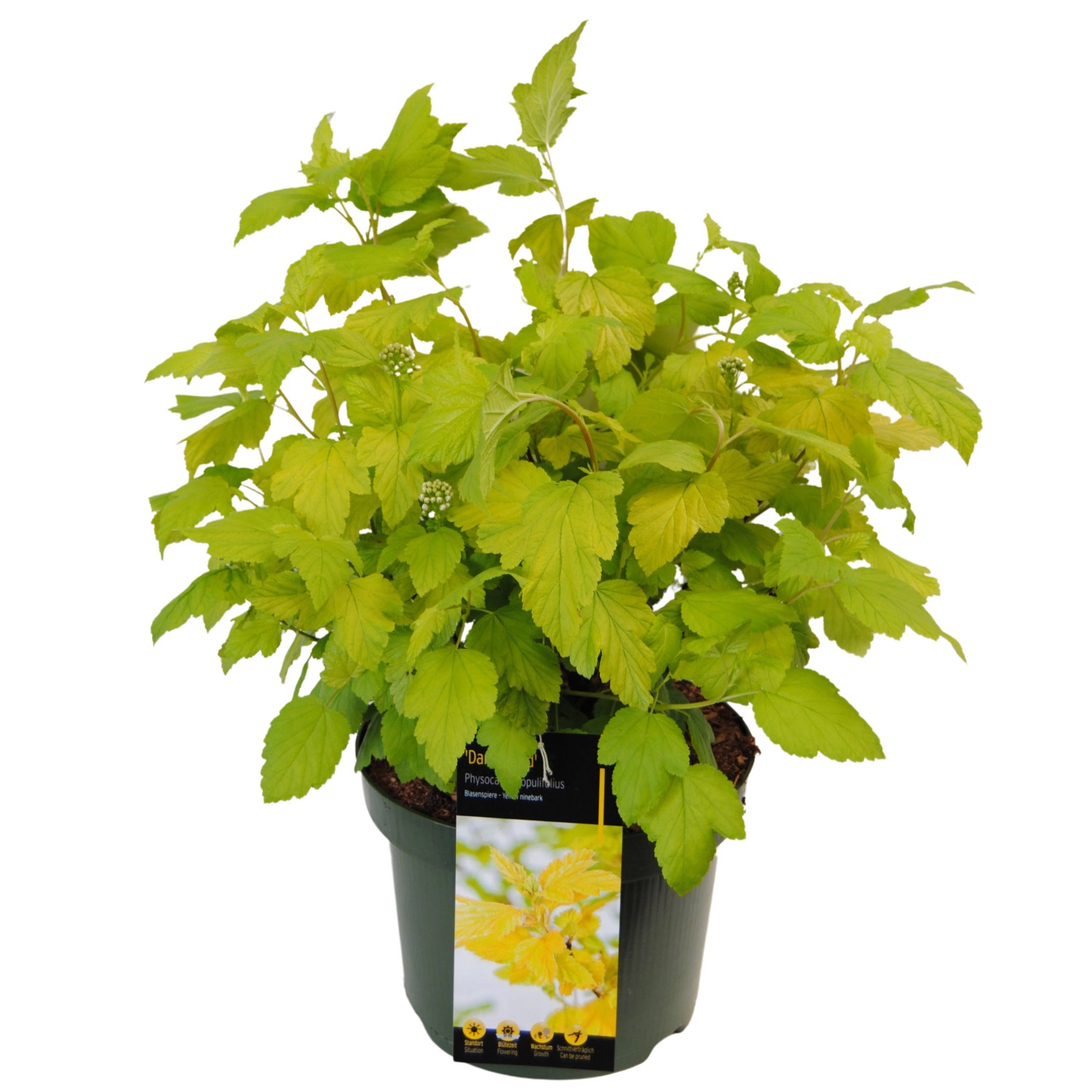 Blasenspiere Dart´s Gold Höhe ca. 20 - 30 cm Topf ca. 2,3 l P günstig online kaufen