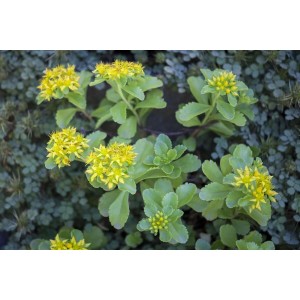 Gelbe Sedum Kamtschaticum Fetthenne als Bodendecker im 9x9 cm Topf.