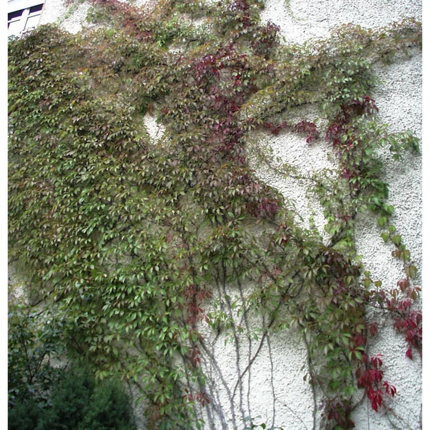 Mauerkatze Engelmann 60-80cm - Parthenocissus quinquefolia günstig online kaufen