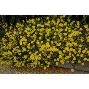 Sonnenröschen Gelb (Helianthemum) im 9x9 cm Topf, blühende Zimmerpflanze mit leuchtend gelben Blüten.