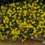 Sonnenröschen Gelb (Helianthemum) im 9x9 cm Topf, blühende Zimmerpflanze mit leuchtend gelben Blüten.