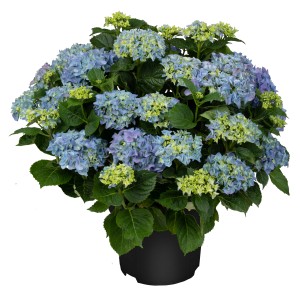 Blaue Bauernhortensie Endless Summer im Topf, ca. 50 cm hoch. Sommergrüne, frostharte Kübelpflanze.