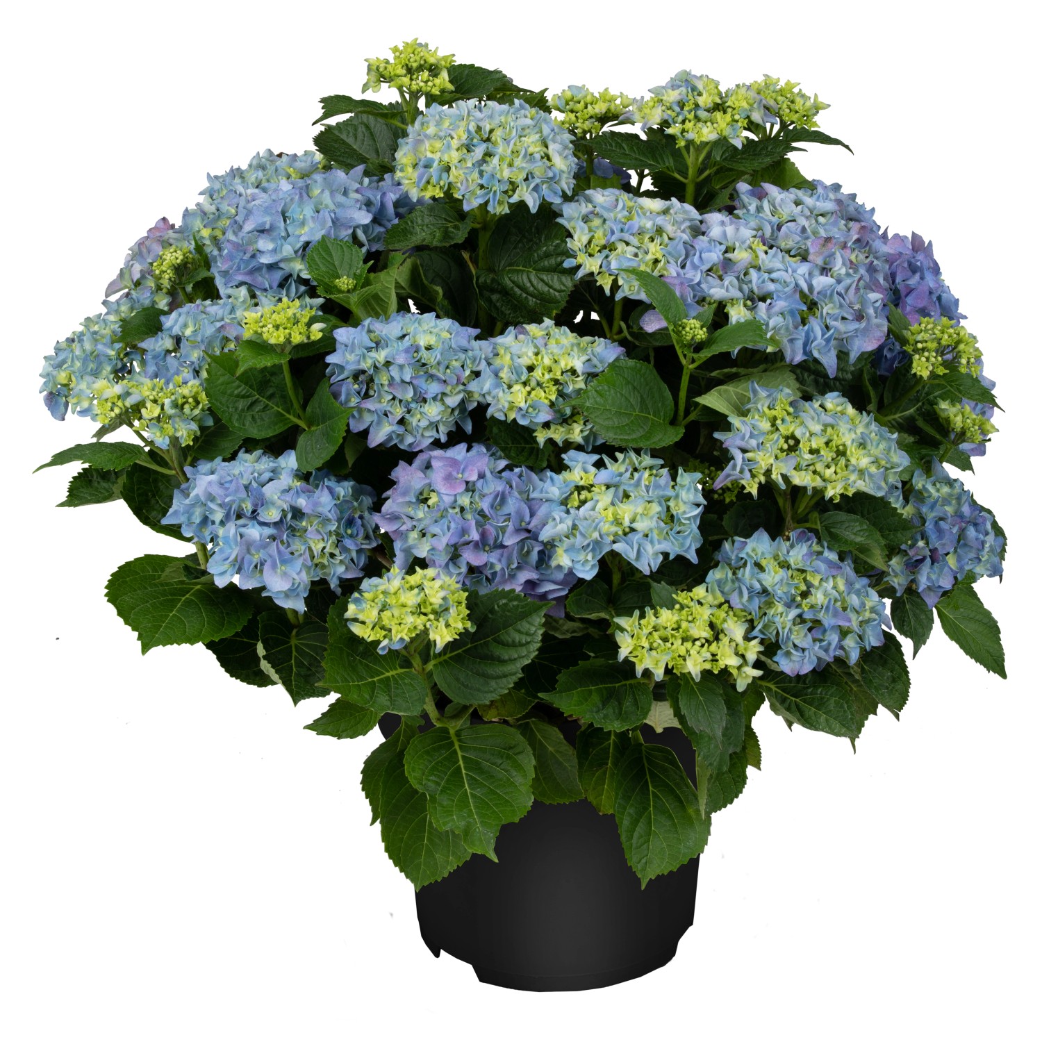 Bauernhortensie Endless Summer Blau Höhe ca. 50 cm Topf ca. 5 l Hydrangea günstig online kaufen