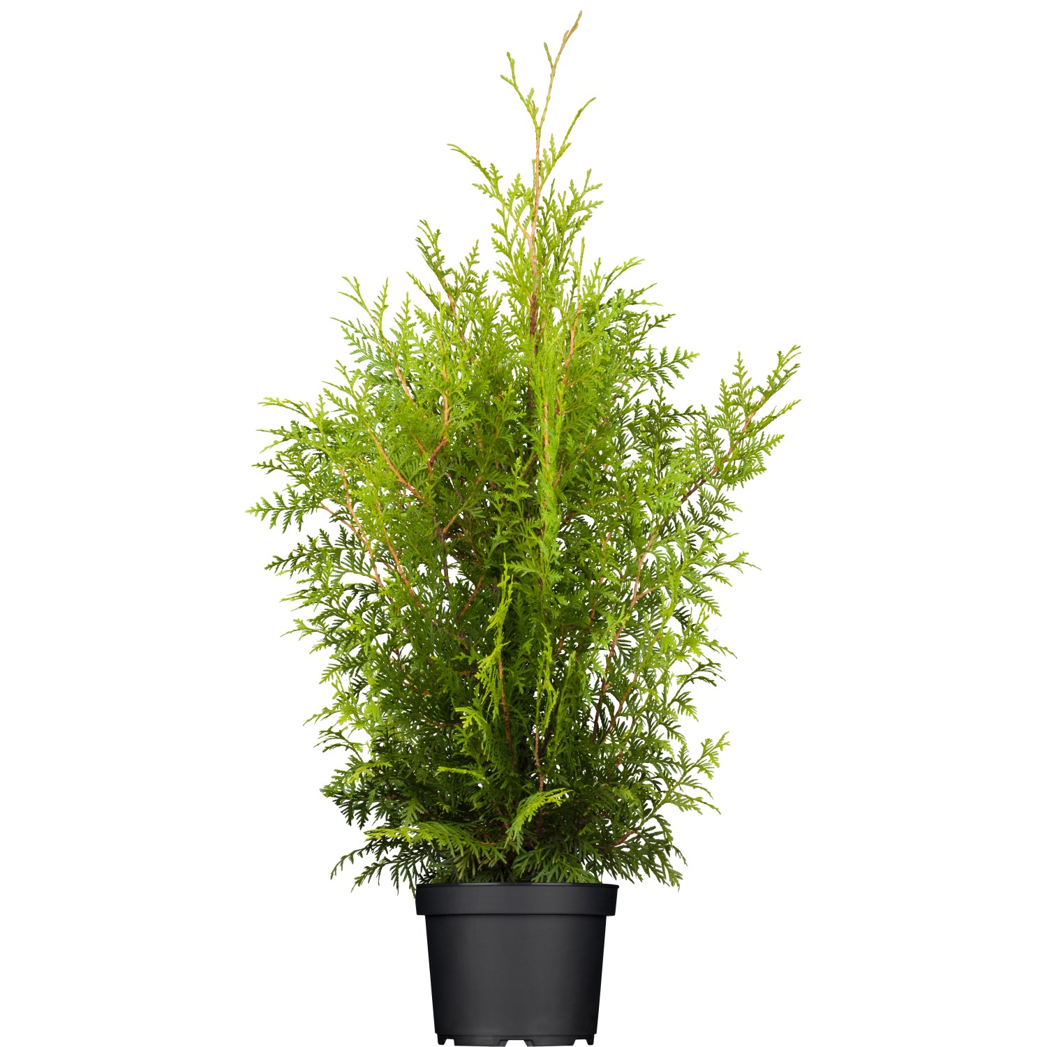 Lebensbaum Brabant Set à 40 Stück Höhe ca. 120-140 cm Thuja occidentalis