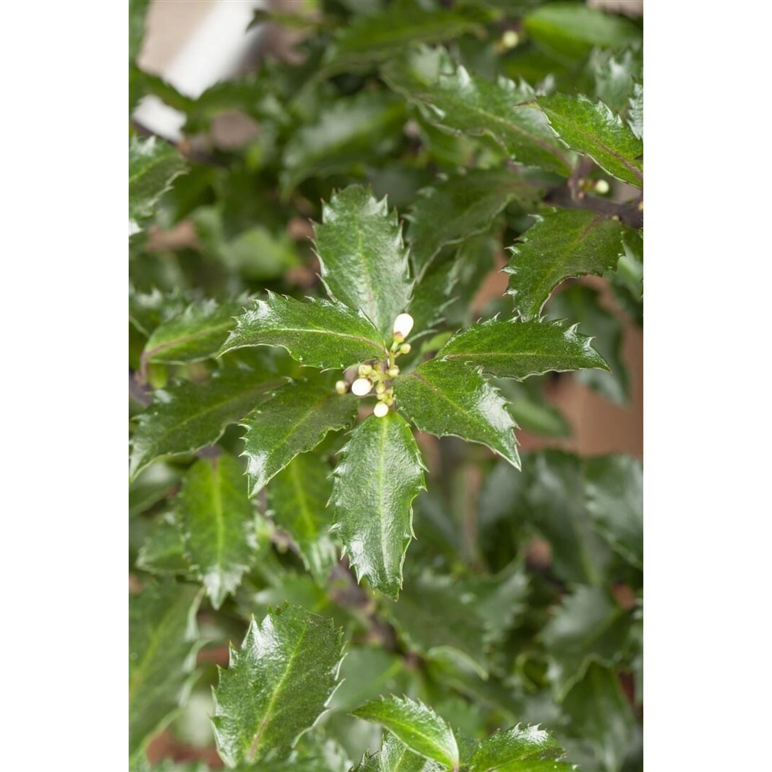 Ilex meserveae 'Golden Girl' 80-100 cm günstig online kaufen