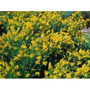 Buschiger, gelb blühender Deutscher Ginster (Genista germanica), ca. 20-30 cm hoch.