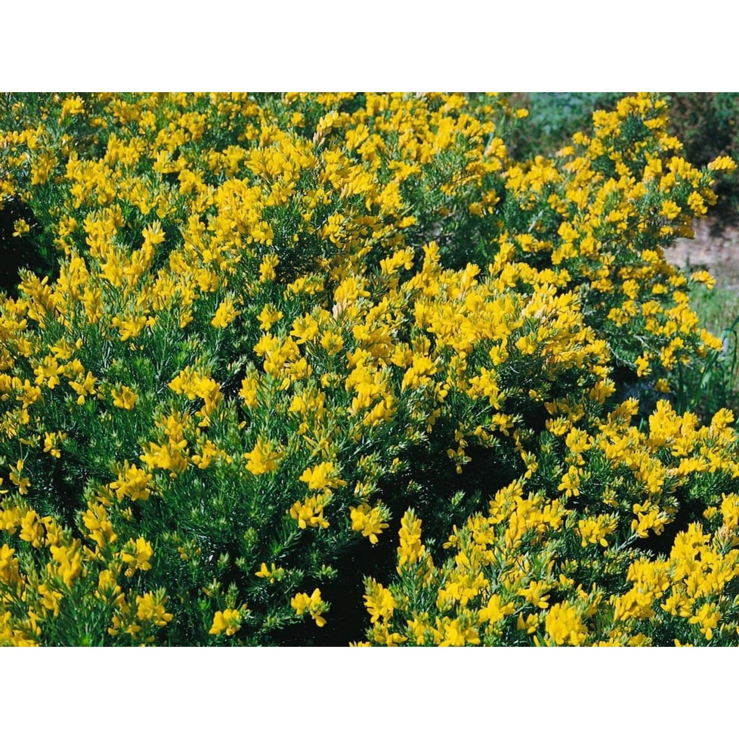 Genista Germanica Deutscher Ginster Gelb 20–30 cm günstig online kaufen