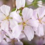 Nahaufnahme der zartrosa Blüten der Prunus Kurilensis Brillant Zierkirsche.