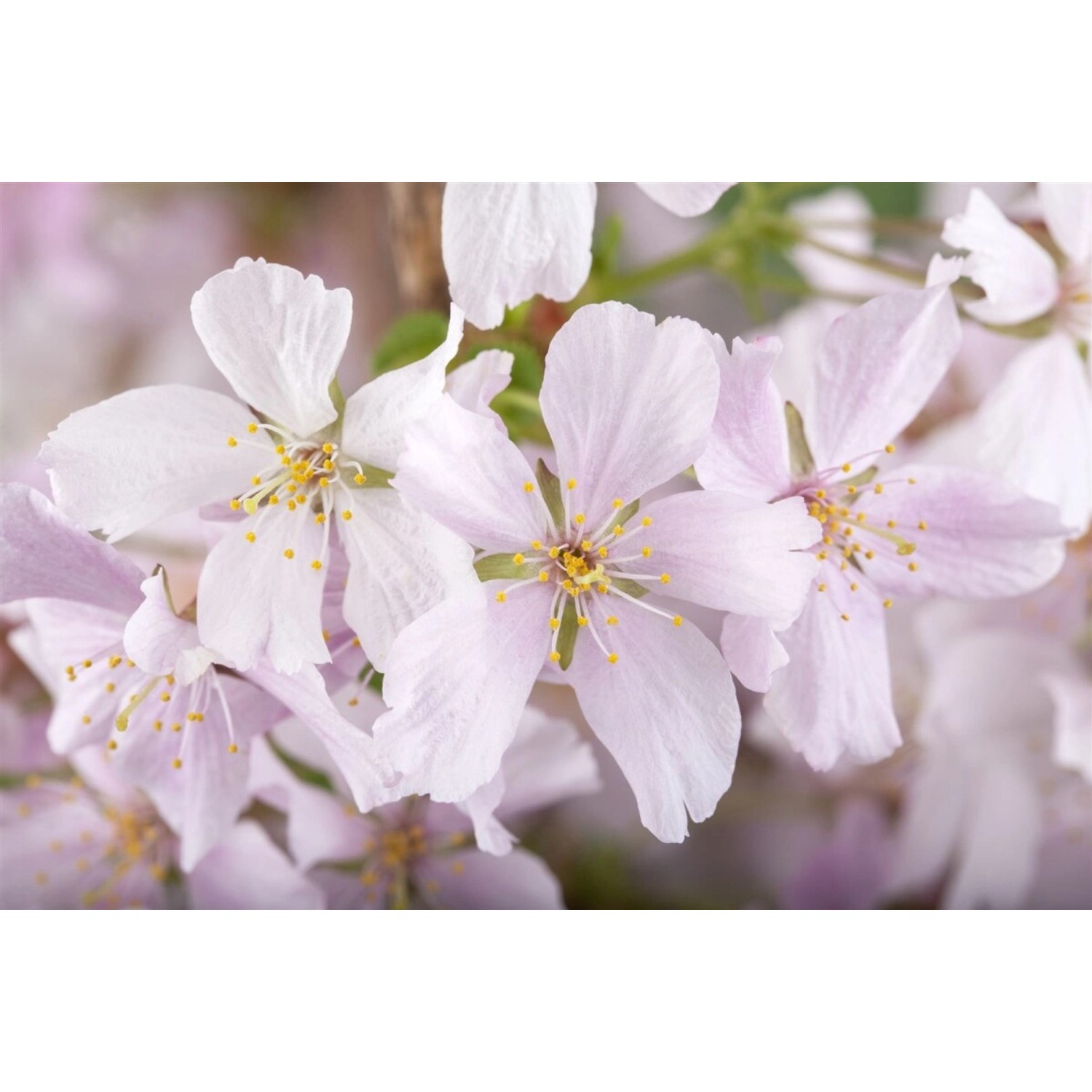 Prunus Kurilensis Brillant Zierkirsche Rosa Blüten 125–150 cm günstig online kaufen