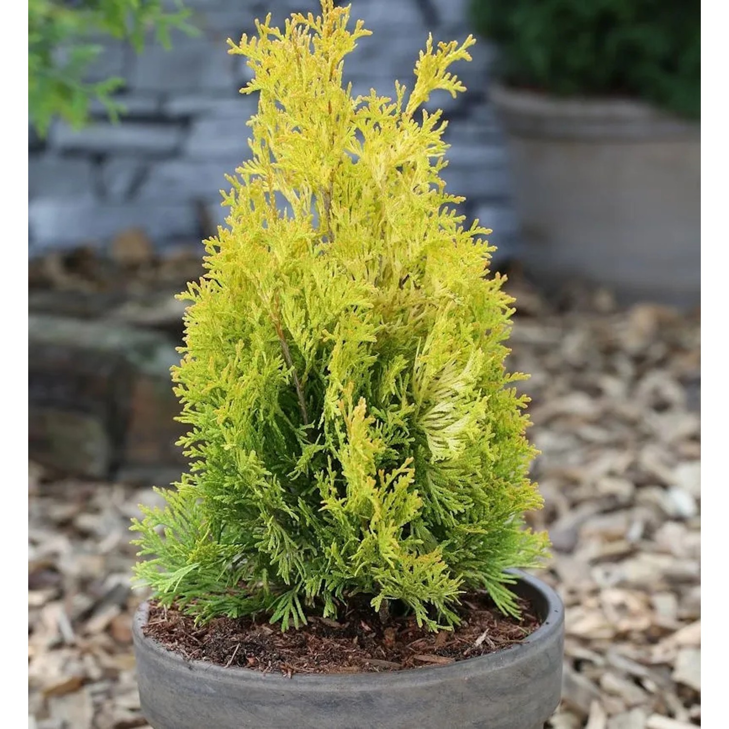 Goldgelber Lebensbaum Jantar 125-150cm - Thuja occidentalis